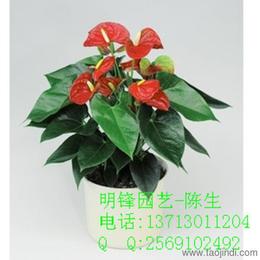 花卉植物市場全攻略 從供應(yīng)批發(fā)到價格選購一站式指南