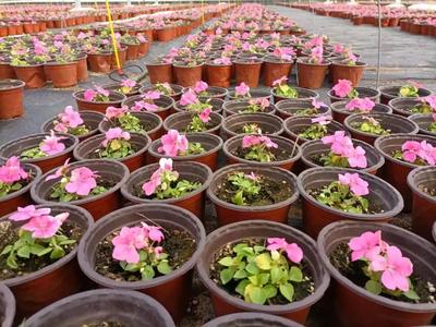 玉灃花卉現代農業產業園 60萬盆鮮花濃情綻放，苗木種植助推產業升級