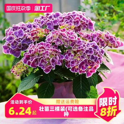 網購花卉，一觸即達 探索綠意盎然的消費新潮流