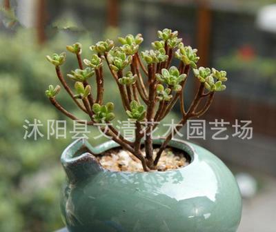 批量采購仙人掌多肉 引進日本品種，凈化辦公桌面的室內盆栽新寵