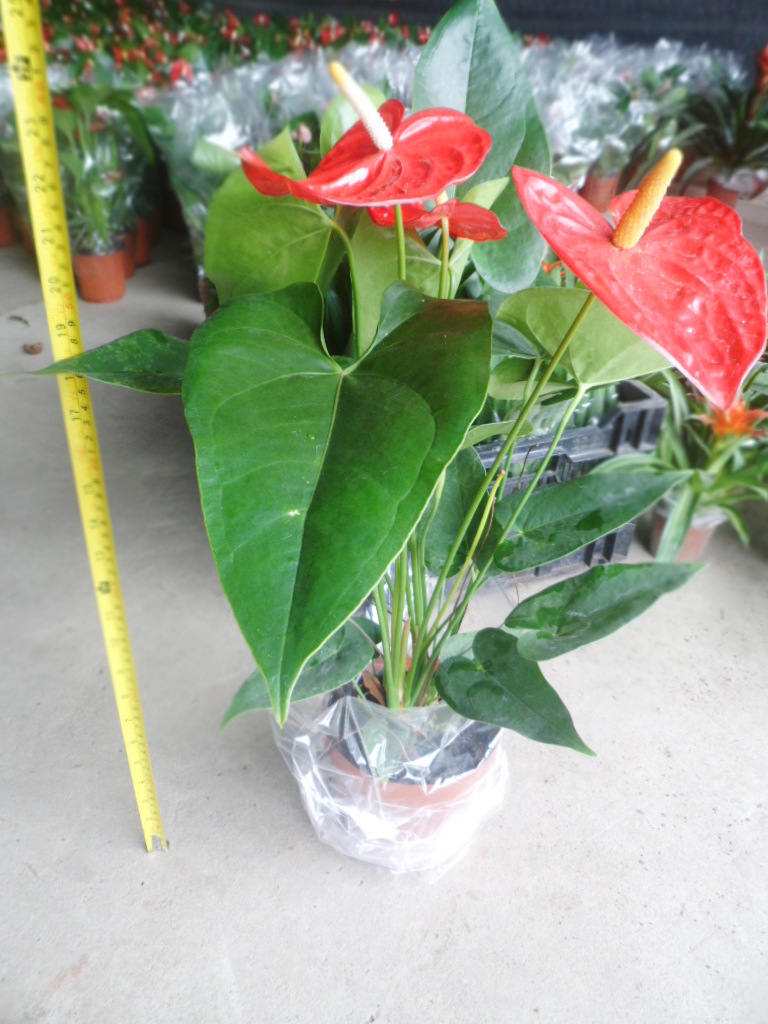 嬌陽似火 廣州希百批發花燭與火鶴的市場新趨勢