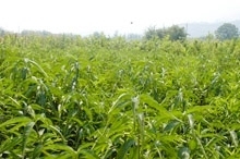 優質油桃苗木 從基地到果園的成功之路